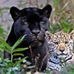 fotos-de-panteras-panther-photos-animales-salvajes-felinos---04