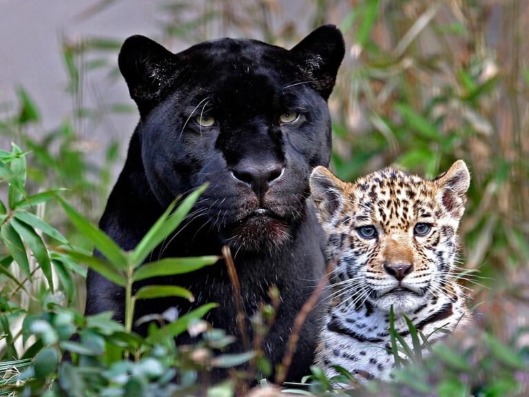 fotos-de-panteras-panther-photos-animales-salvajes-felinos---04